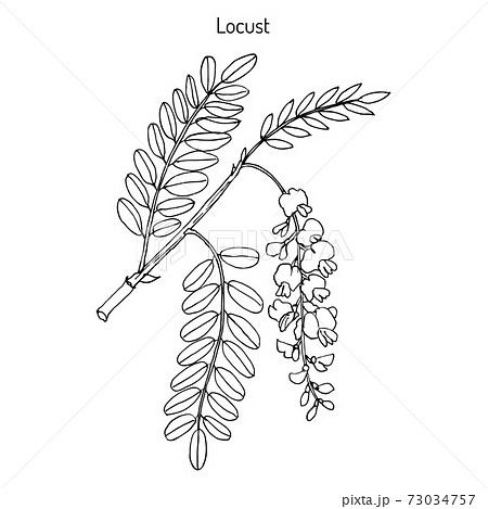 Robinia pseudoacacia, or black locust 73034757