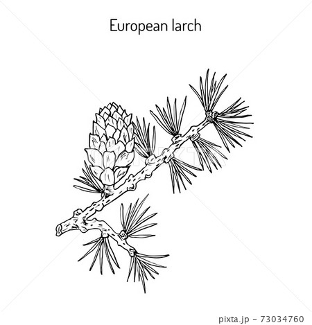 Larch cone and branch 73034760