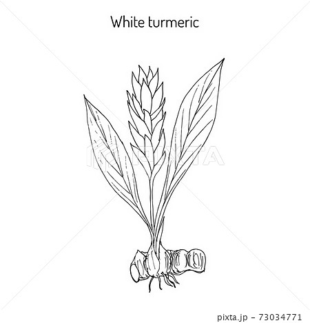 Image Details ISS_15173_00300 - turmeric plant illustration. turmeric plant  vector illustration on white background