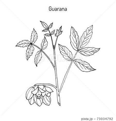 Guarana branch with fruit and leaves 73034792