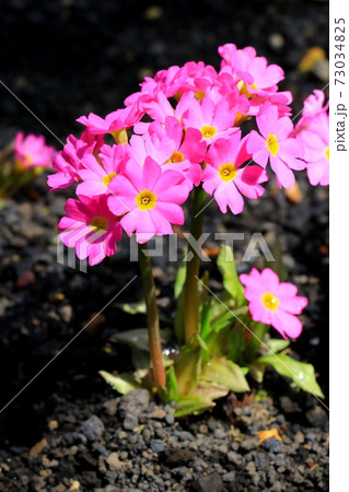 可憐な花プリムラ・ロゼア 可憐な花プリムラ・ロゼア 73034825