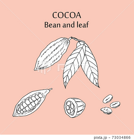 Cocoa bean and leaf Cocoa bean and leaf 73034866