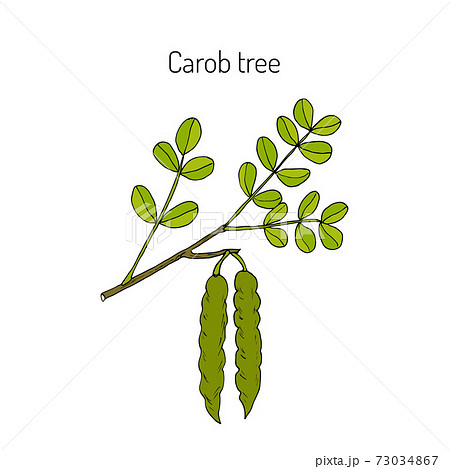 Carob eratonia siliqua Carob eratonia siliqua 73034867