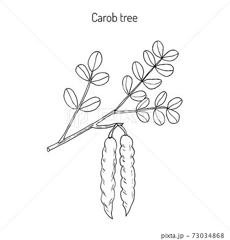 Carob eratonia siliqua 73034868