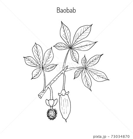 Baobab Adansonia digitata Baobab Adansonia digitata 73034870