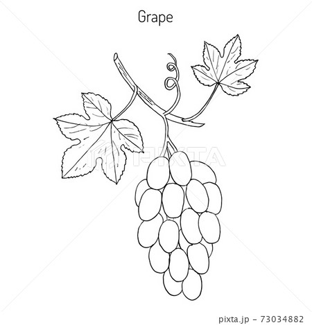 Common grape vine 73034882
