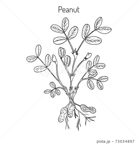 Peanut Arachis hypogaea Peanut Arachis hypogaea 73034897