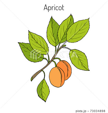 Apricot Hand drawn branch Apricot Hand drawn branch 73034898