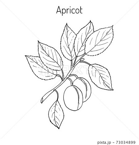 Apricot Hand drawn branch Apricot Hand drawn branch 73034899