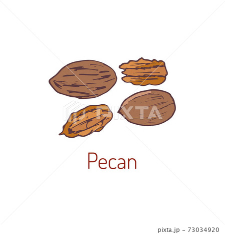 Pecan nuts Hand drawn 73034920