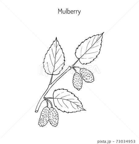 Mulberry morus nigra , or black mulberry, or blackberry 73034953