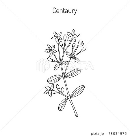 European Centaury Medicinal Herbのイラスト素材