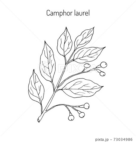Camphor tree, medicinal plant 73034986