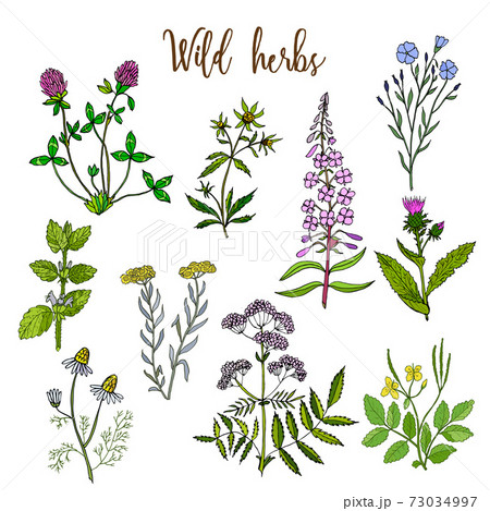 Wild herbs set Wild herbs set 73034997