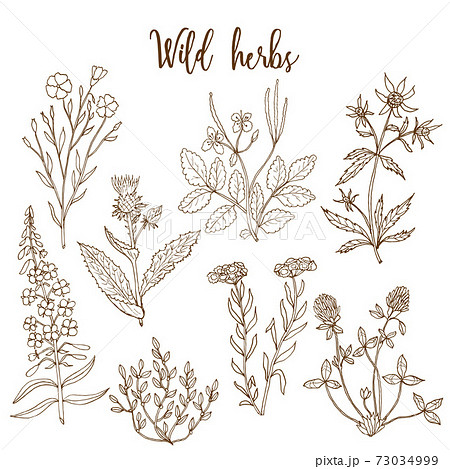 Wild herbs set 73034999