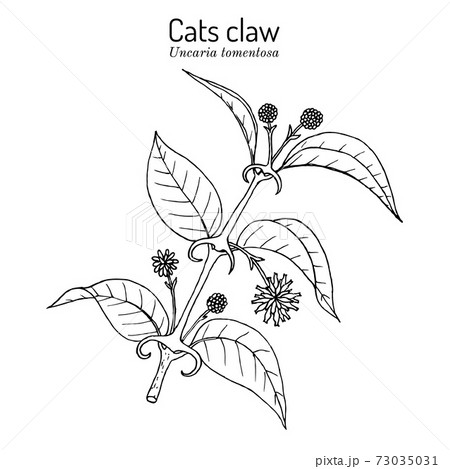 Cats claw Uncaria tomentosa , or vilcacora, medicinal plant 73035031