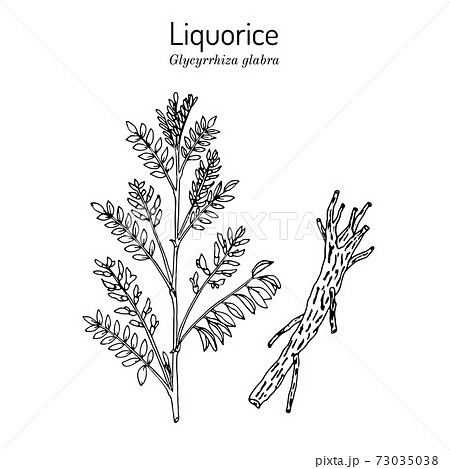 Liquorice Glycyrrhiza glabra , medicinal plant. Liquorice Glycyrrhiza glabra , medicinal plant. 73035038