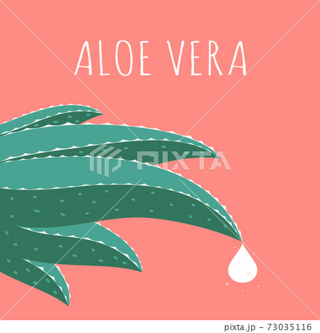 cute cartoon aloe vera isolated, vector illustration 73035116