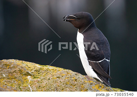 Razorbill calling with open beak and standing on a rock 73035540