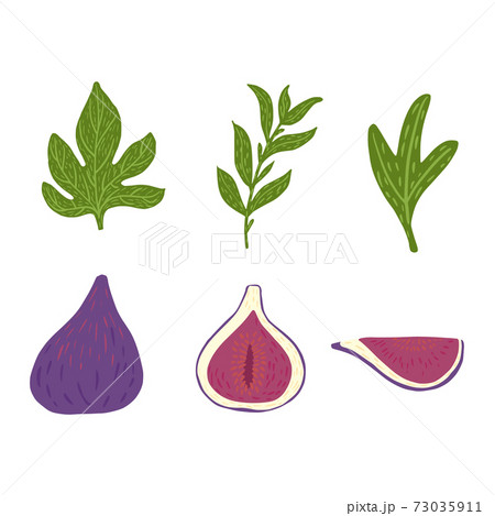 Set figs and leaves isolated on white background. Botanical fruit whole, half, slice, leaves and twig. Set figs and leaves isolated on white background. Botanical fruit whole, half, slice, leaves and twig. 73035911