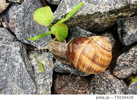 Small garden snail in shell crawling on wet road, slug hurry home 73036426