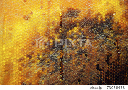 Drop of bee honey drip from hexagonal honeycombs Drop of bee honey drip from hexagonal honeycombs 73036438