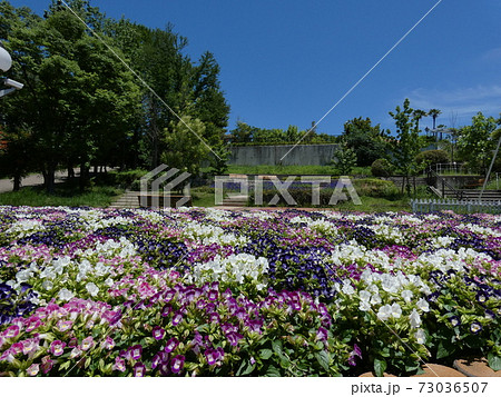 カラフルなハナウリクサの花が咲く花壇と山のエリア 73036507