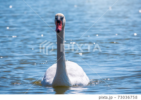 Graceful white Swan swimming in the lake, swans in the wild Graceful white Swan swimming in the lake, swans in the wild 73036758