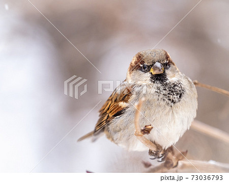 Sparrow sits on a branch without leaves. Sparrow sits on a branch without leaves. 73036793