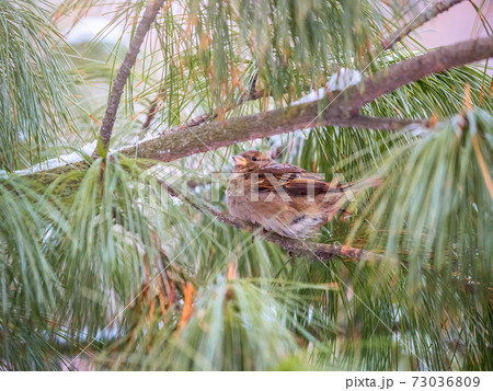 Sparrow sits on a Cedar branch in the sunset light. Sparrow sits on a Cedar branch in the sunset light. 73036809