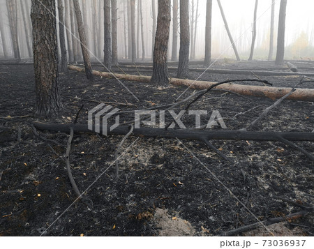 Peatlands are on fire. Forest fire and its consequences Peatlands are on fire. Forest fire and its consequences 73036937