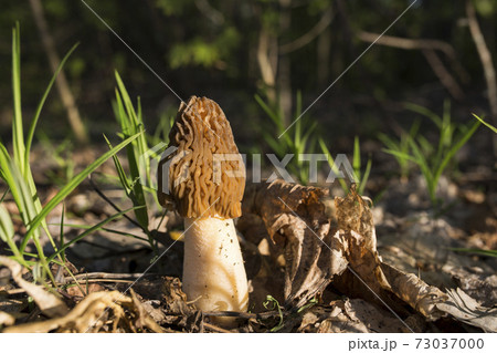 Morel - morchella, edible mushroom. Spring grass. Verpa bohemica 73037000