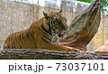 A tiger lies on a stone resting near a rock 73037101