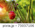 strawberry growing. The sun breaks through the foliage 73037106