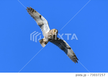 Owl flies on a background of blue sky 73037257