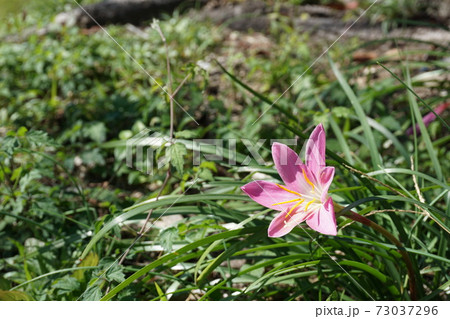 雑草の中に咲いていたピンク色の花の写真素材