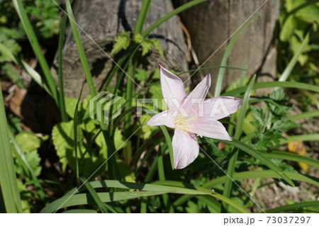 雑草の中で咲いていた薄いピンク色の花の写真素材