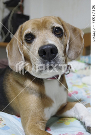 お家でゴロゴロ 73037306