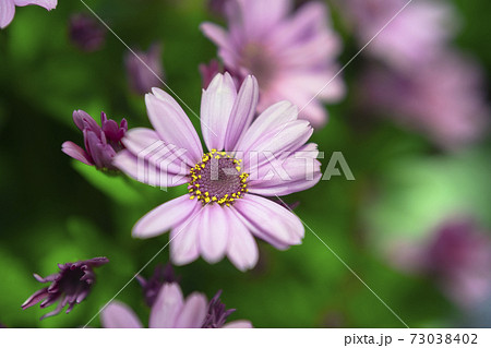 桂華 桂華 73038402