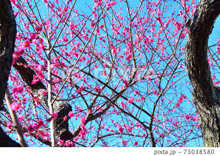 偕楽園　梅 73038580