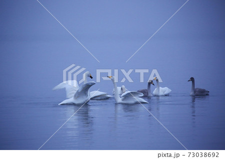 早朝の屈斜路湖の白鳥 早朝の屈斜路湖の白鳥 73038692