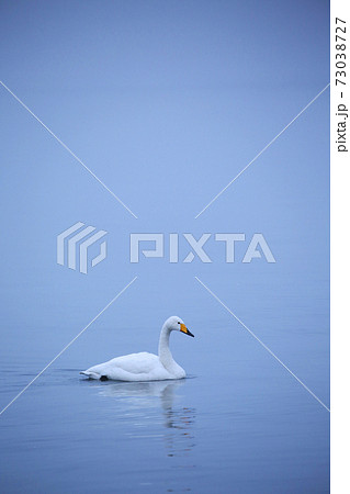 早朝の屈斜路湖の白鳥 早朝の屈斜路湖の白鳥 73038727