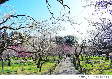 偕楽園 梅林 偕楽園 梅林 73038734