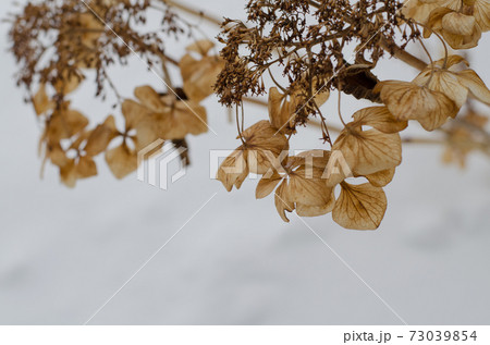 枯れた花 枯れた花 73039854