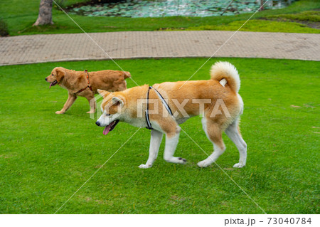 Akita shiba dog and golden retriever dog walking on grass field 73040784