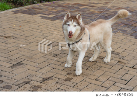 Beautiful brown fur Siberian husky dog at the park 73040859