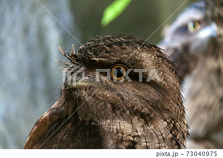 ヨタカ目のガマグチヨタカのかわいい横顔 ヨタカ目のガマグチヨタカのかわいい横顔 73040975