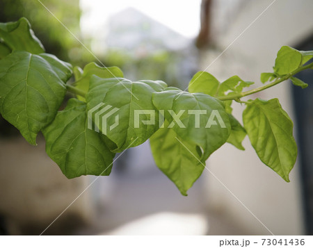 チュニス旧市街 葉っぱ / Tunis, Tunisia 73041436