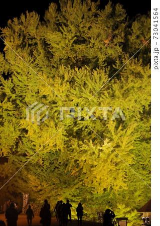 ライトアップされた大イチョウ ライトアップされた大イチョウ 73041564