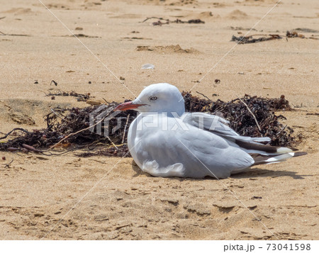 Resting seagull - Torquay 73041598
